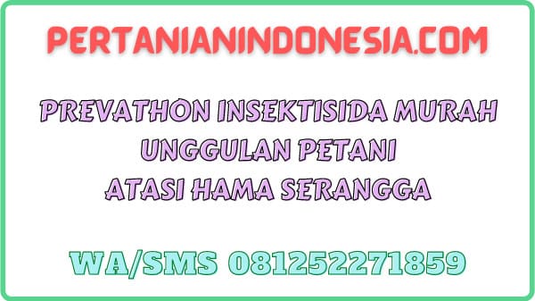 Prevathon Insektisida Murah Unggulan Petani Atasi Hama Serangga